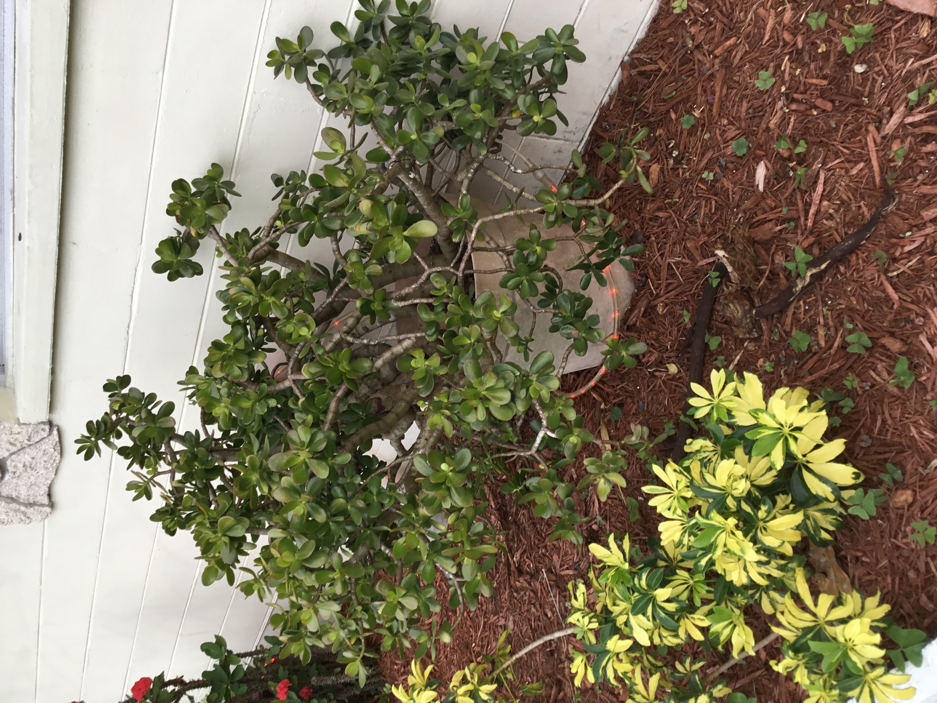 Crassula ovata (Jade Plant).jpg